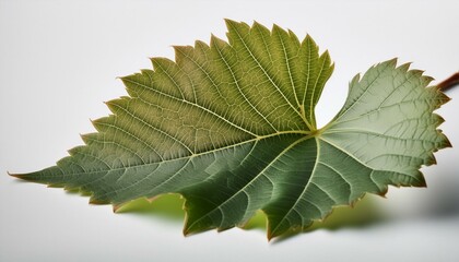 Fototapeta premium wine grape leaf closeup isolated over white with clipping path