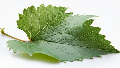 wine grape leaf closeup isolated over white with clipping path