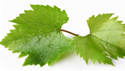 Fototapeta premium wine grape leaf closeup isolated over white with clipping path