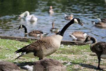 a gray goose with white cheeks and a black neck calls out to the lake and other birds