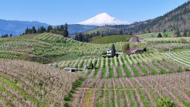An aerial view of the flowering fruit trees in the Hood River Valley, Oregon, with Mt Adams in the background.