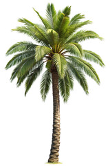 Palm tree on transparent background