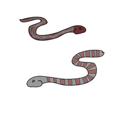 two snakes - mysterious reptiles