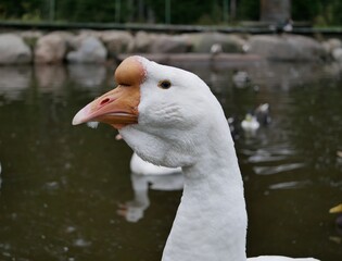 Portrait of an adult white goose on a cloudy autumn day. A large waterfowl against the background of a forest and a country pond.