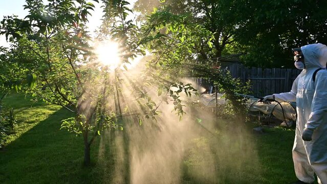 A gardener wearing safety wearing sprays fruit trees in the garden with chemicals against pests and diseases. Early spring processing of trees. UHD 4k video