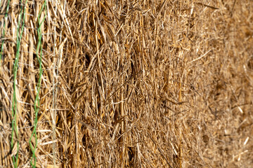 Close up macro at pile of hay straw, hay bales for cows and other livestock animals. Round haystack straw dry grass rolls after harvesting season at countryside farm or ranch, autumn field harvest.