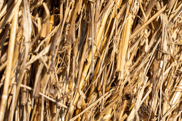Close up macro at pile of hay straw, hay bales for cows and other livestock animals. Round haystack straw dry grass rolls after harvesting season at countryside farm or ranch, autumn field harvest.