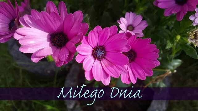 Animacja z kwiatami i napisem Miłego Dnia