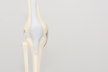 Model of a human knee joint isolated on a light gray background - for training, demonstration to a patient, advertising of medical services.