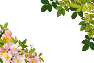 Fototapeta premium Flower corner arrangement. Frame of pink rosehip flowers and green leaves isolated on white background. Design element to create collage or design, wedding cards and invitations. Background overlay.