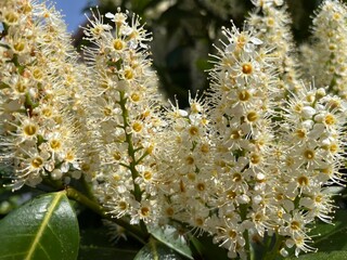 White flowers on a branch