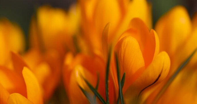 beautiful orange yellow crocuses during flowering, details of orange flowers in close-up in spring