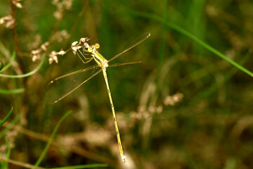 Dragonfly Lestes barbarus, female. High quality photo