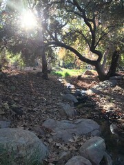 morning in the woods