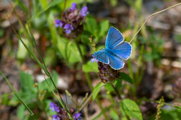 Farfalla su fiore con splendidi colori