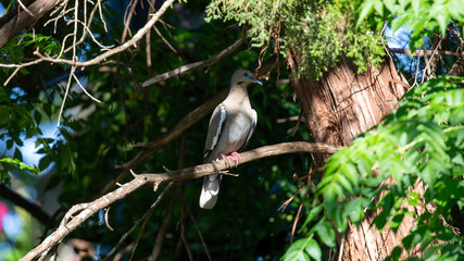 Mourning dove perched on limb surrounded by greenery