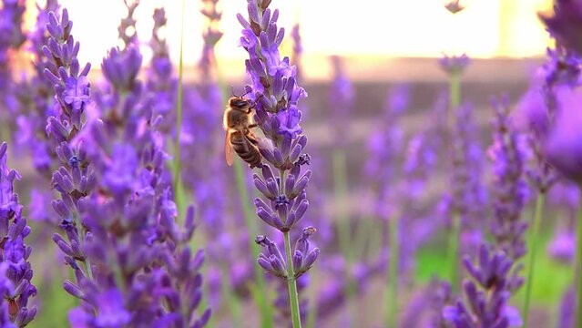 bee looking nectar and pollinates on lavender bee looking nectar and pollinates on lavender flower