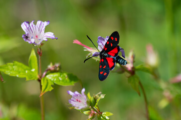 Farfalla su fiore con splendidi colori