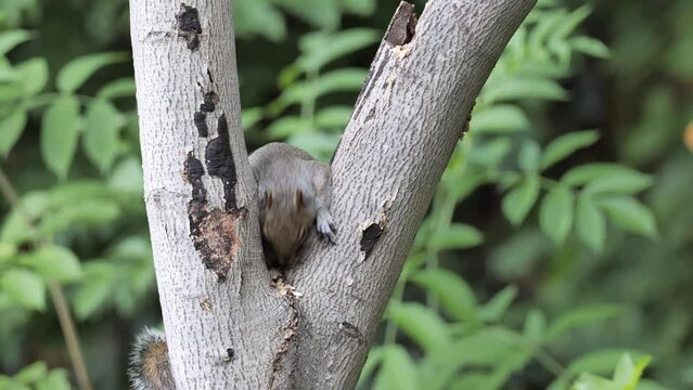 The Gray squirrel or eastern gray squirrel (Sciurus carolinensis) eats on a tree in the forest.
