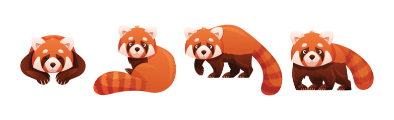 Adorable Red Panda as Small Fluffy Mammal with Dense Reddish-brown Fur and Ringed Tail in Different Pose Vector Set
