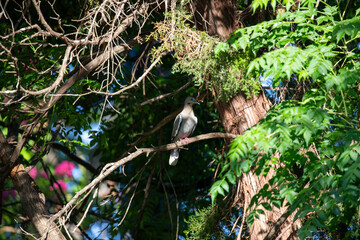 Mourning dove perched on limb surrounded by greenery