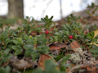 Ripe large lingonberry on the branches of a bush on a cloudy autumn day. Healthy vegetarian food with a high content of vitamins and trace elements.