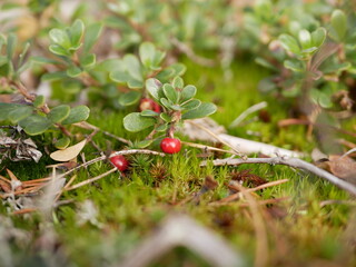 Ripe large lingonberry on the branches of a bush on a cloudy autumn day. Healthy vegetarian food with a high content of vitamins and trace elements.