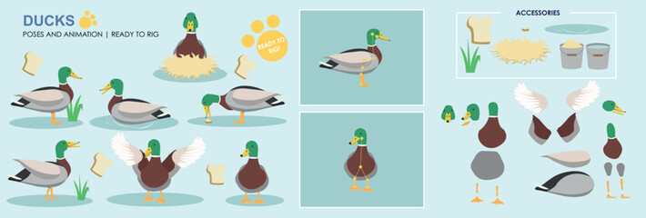 Cute Male Duck Drake Character ready to animate and rig. Vector collection with multiple poses and positions, swimming, sitting, flapping, eating. 