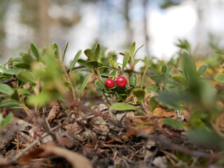 Ripe large lingonberry on the branches of a bush on a cloudy autumn day. Healthy vegetarian food with a high content of vitamins and trace elements.