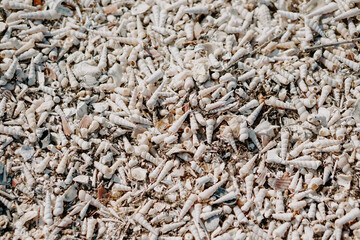 close up of a pile of seashells