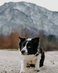 border collie dog in the mountains