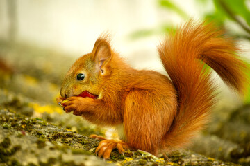 A red baby squirrel eats an apple. close-up.