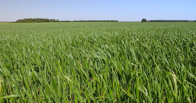 green wheat grass in a field in spring, monoculture field with wheat on a blue sky background in sunny weather