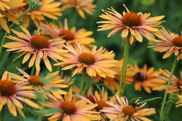 Echinacea purpurea. Flower plant commonly known as coneflower.