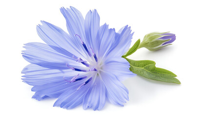 Obraz premium Chicory flower with leaf isolated on white background macro