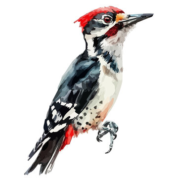 recommend clip art: Watercolor painting of a woodpecker bird, isolated on a white background, woodpecker vector, drawing clipart, Illustration Vector, Graphic Painting, design art, logo