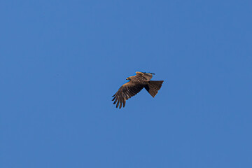 eagle in flight