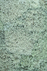 natural plant background of blue-gray moss. flat top view