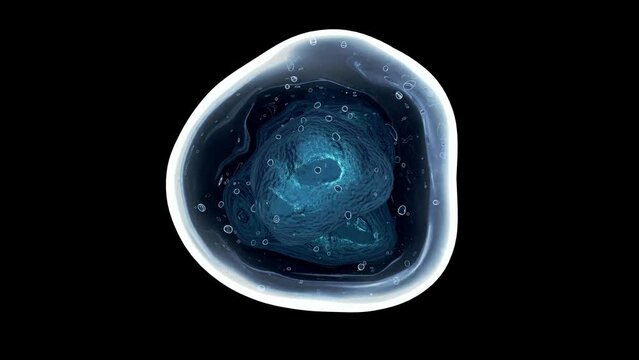 a biological cell with a nucleus  on black background. looped animation.