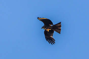 eagle in flight