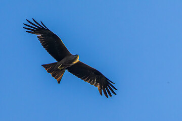 eagle in flight