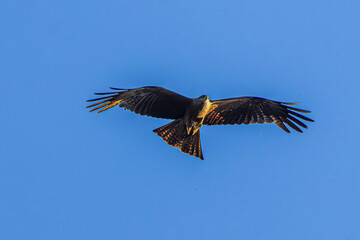 eagle in flight