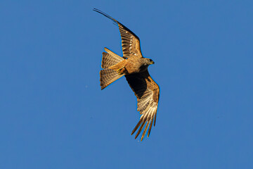 eagle in flight