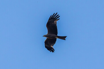 eagle in flight
