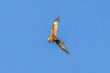 eagle in flight