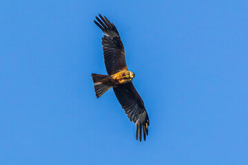 eagle in flight