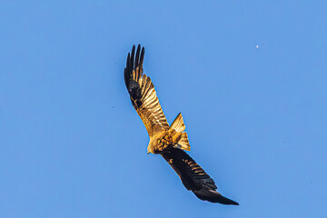 eagle in flight