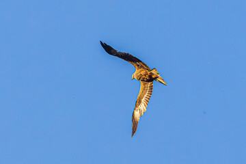 eagle in flight