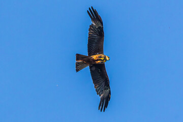 eagle in flight