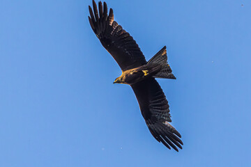 eagle in flight